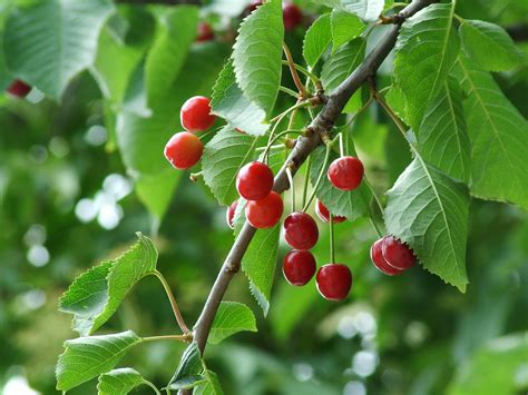 Wild cherry (Prunus avium)